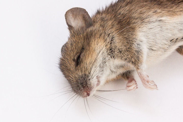 Cómo eliminar ratones con bicarbonato