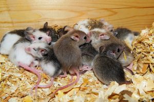 Cuantos ratones hay en un nido