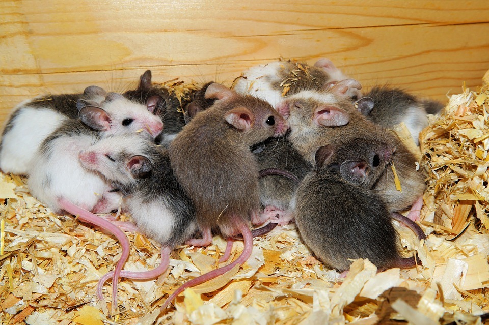 ¿Cuantos ratones hay en un nido?
