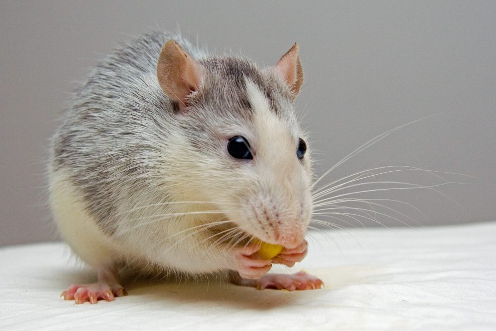 Cuanto resiste un ratón sin comer