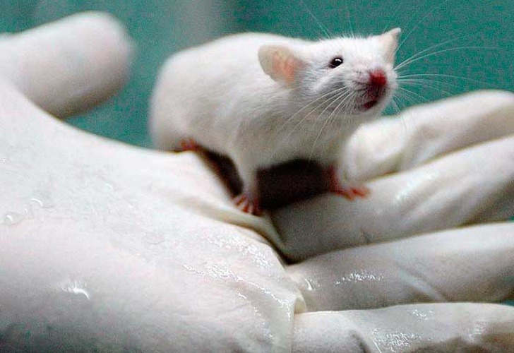 Enfermedades transmitidas por ratas