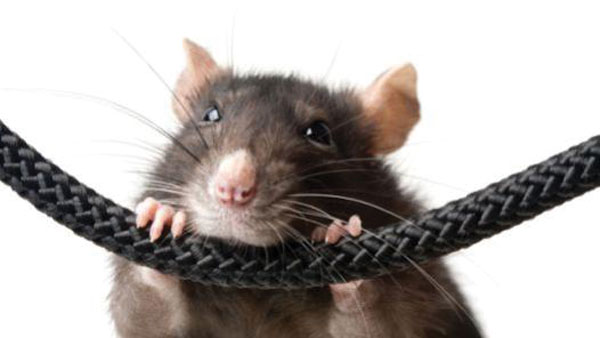 rata mordiendo cable