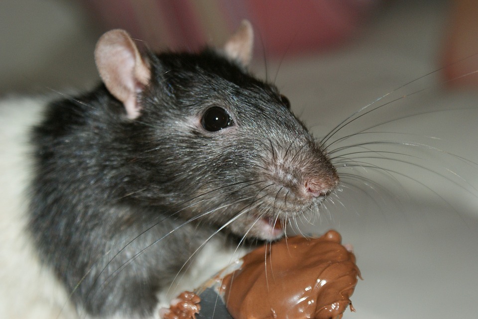 Comida tóxica para ratas