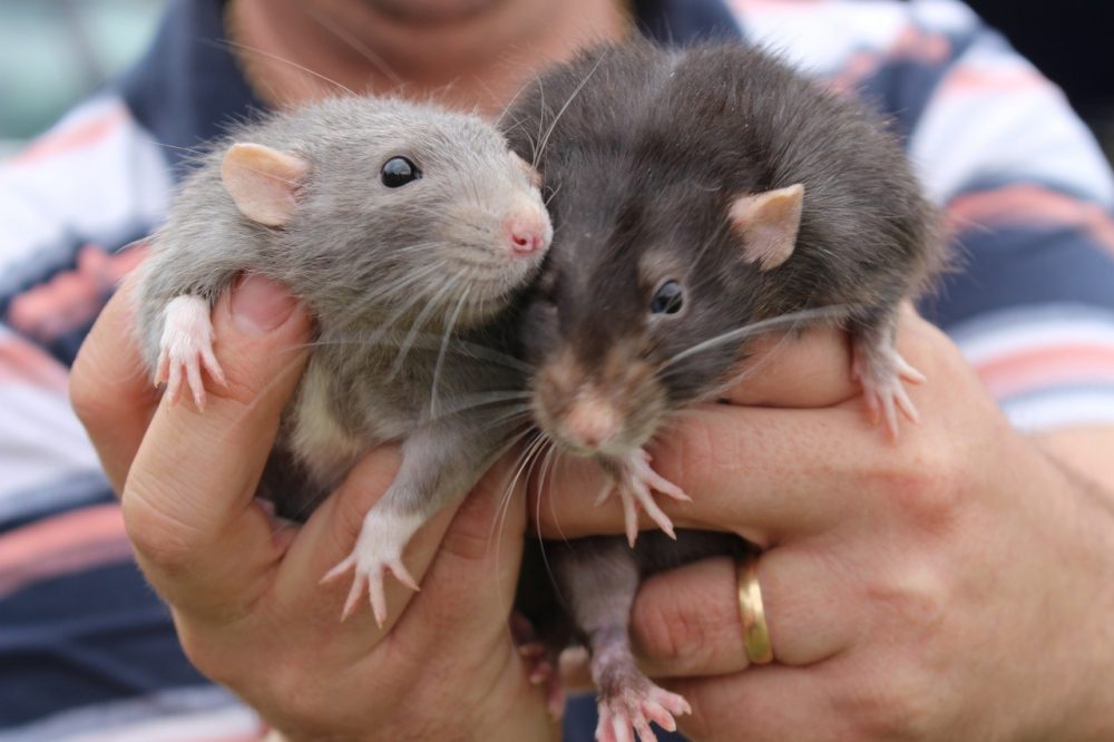 Datos curiosos de las ratas
