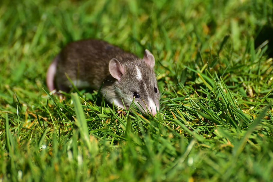 ¿Cómo eliminar ratas sin veneno?