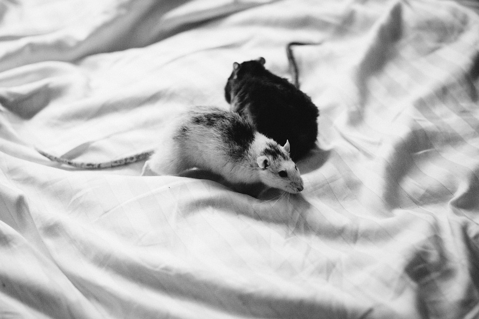 Cómo evitar que los ratones se suben a la cama