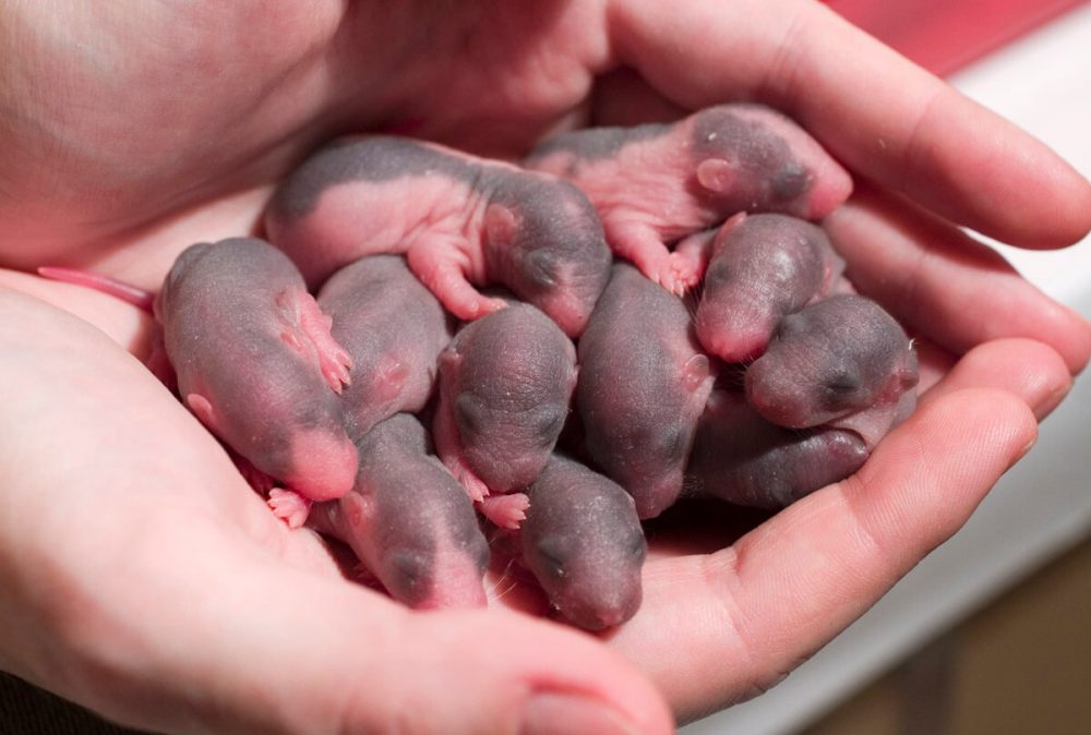 ¿Cómo nacen los ratones?