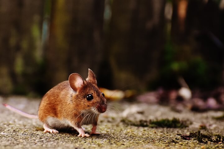 ¿Dónde viven los ratones y de qué se alimentan?