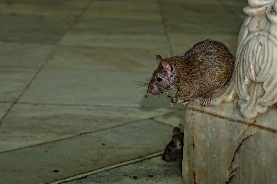 Qué hacen las ratas en la noche