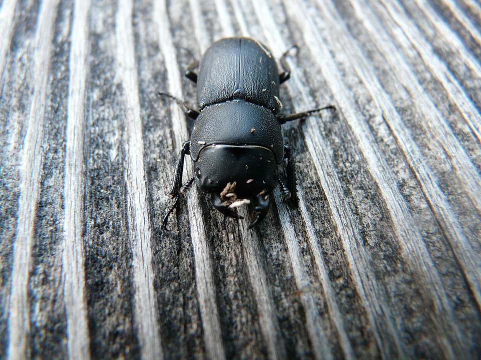 Escarabajo azul de la madera