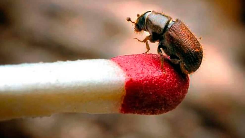 Escarabajo de corteza