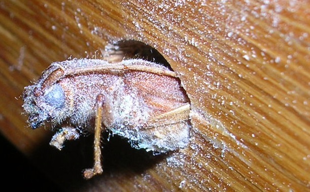 Escarabajo de la madera húmeda