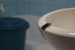 Por donde salen las cucarachas en el cuarto de baño