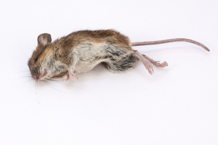 En cuanto tiempo muere un ratón envenenado