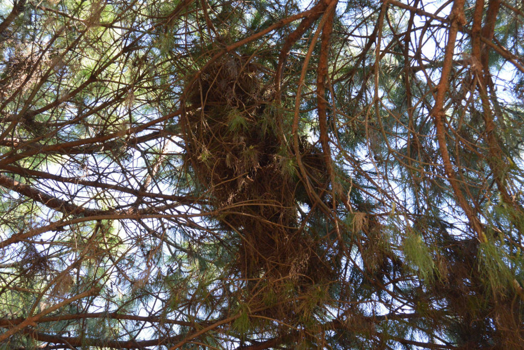 nido de ratas en un árbol