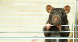 ratón en jaula
