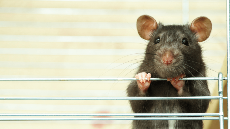 Ahuyentador de ratas y ratones (alimentado) Engrais de Longueil