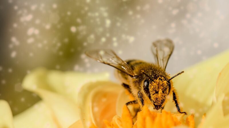 Como preparar alimento para abejas con azúcar