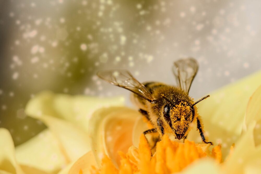 Como preparar alimento para abejas con azúcar