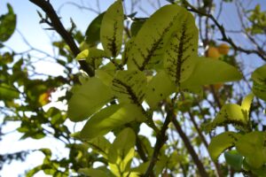 pulgones en hojas