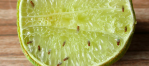 fruit gnat