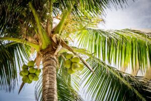 palmera de cocos