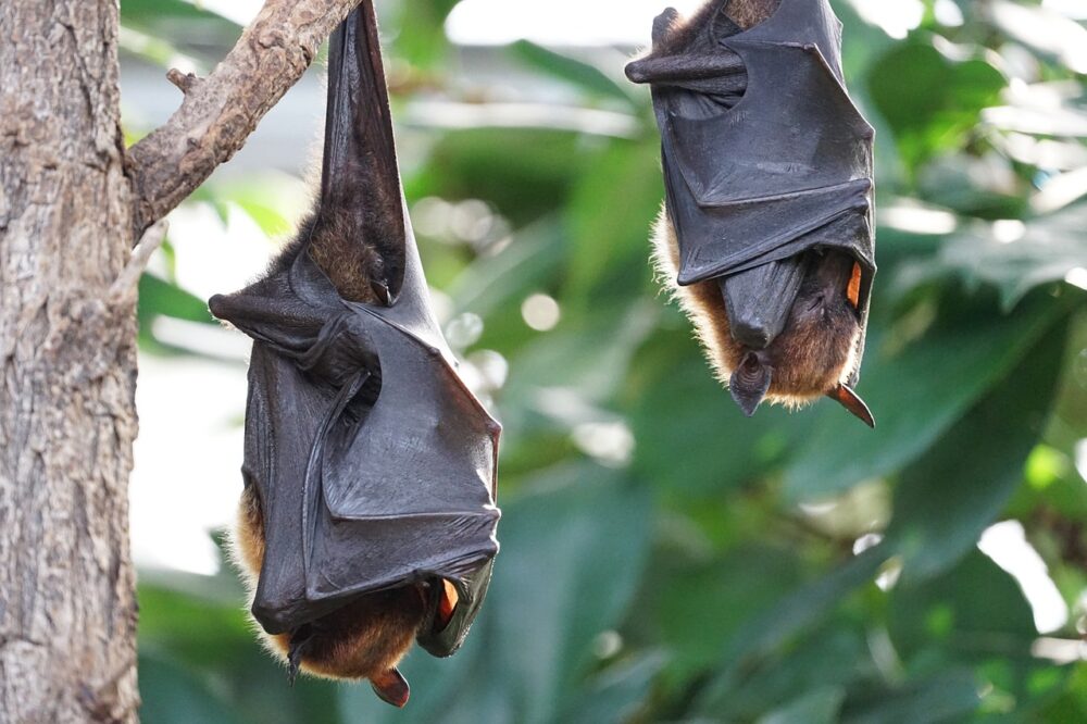 Remedios caseros para ahuyentar murciélagos