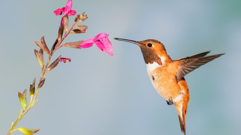 ¿Qué plantas atraen a los colibries?