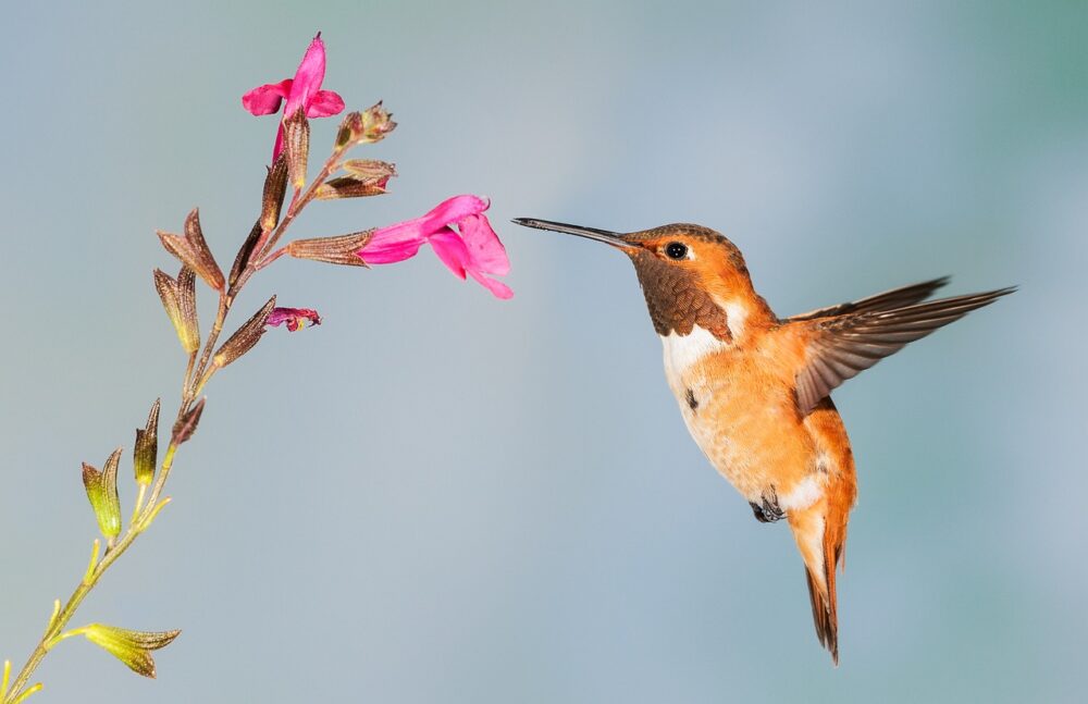 ¿Qué plantas atraen a los colibries?