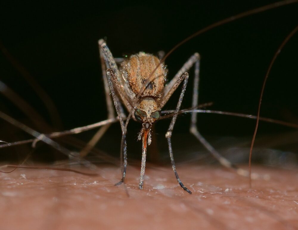 ¿El Cloro mata las Larvas de Mosquito?