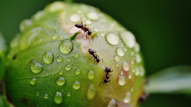 ¿El cloro Mata las Hormigas?